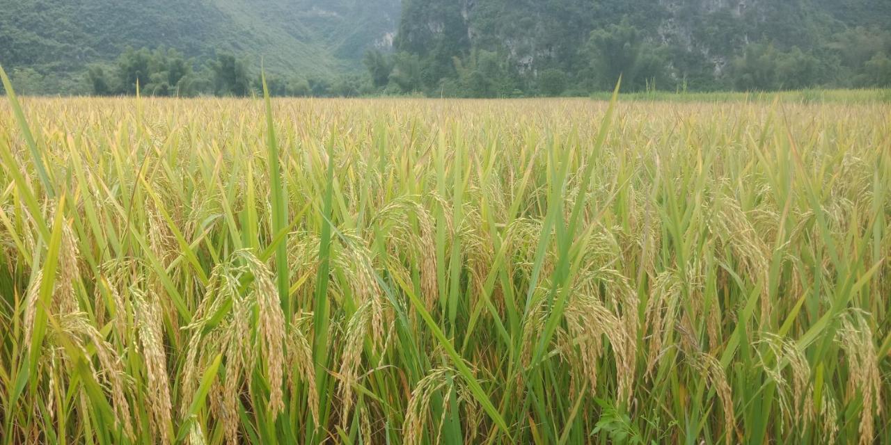 Yen Nhi Homestay Ban Gioc Cao Bang Esterno foto